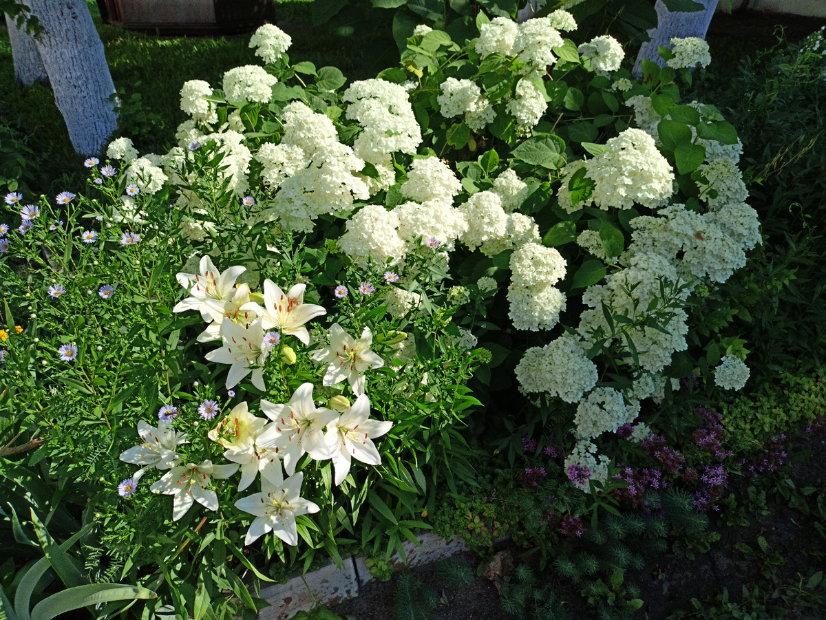 В кадре: гортензии, лилии, астры многолетние.