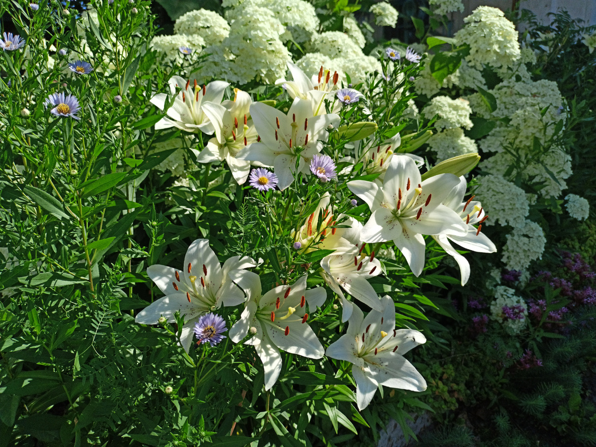 Те же цветы, но ближе