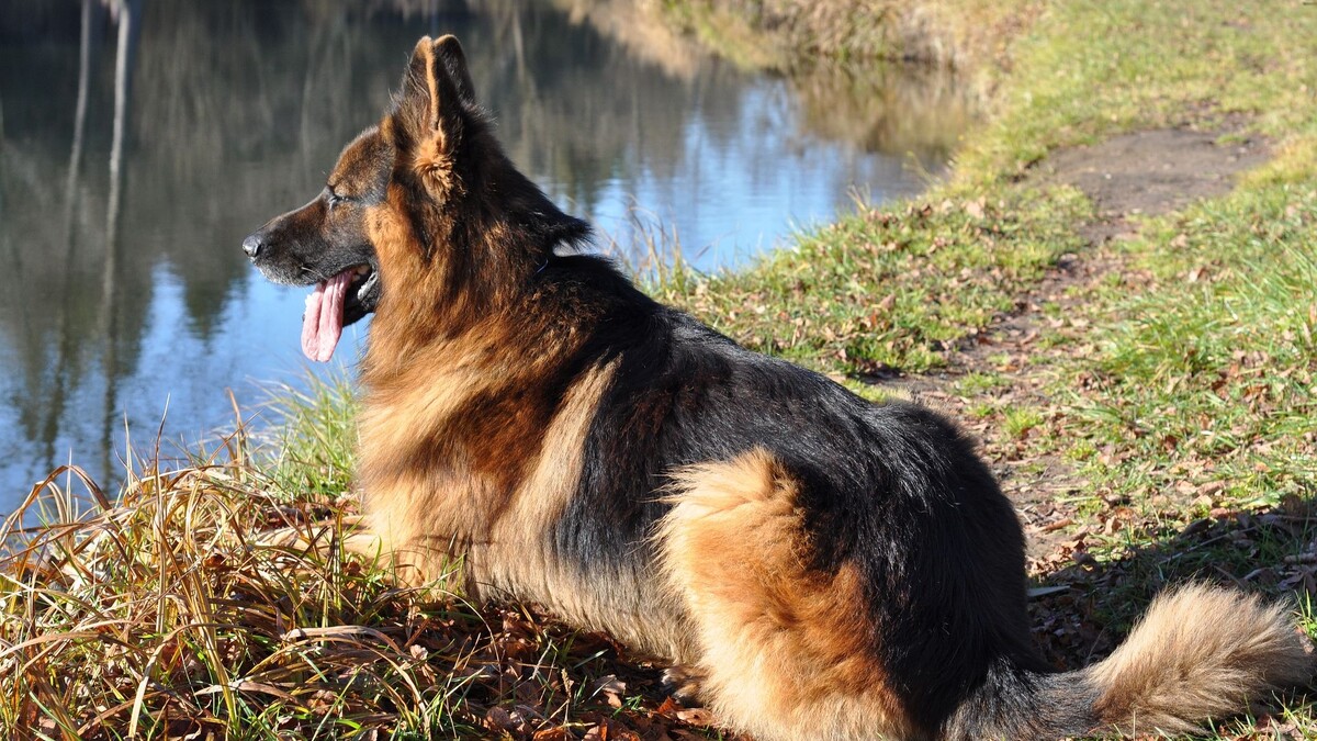     Источник: Pixabay