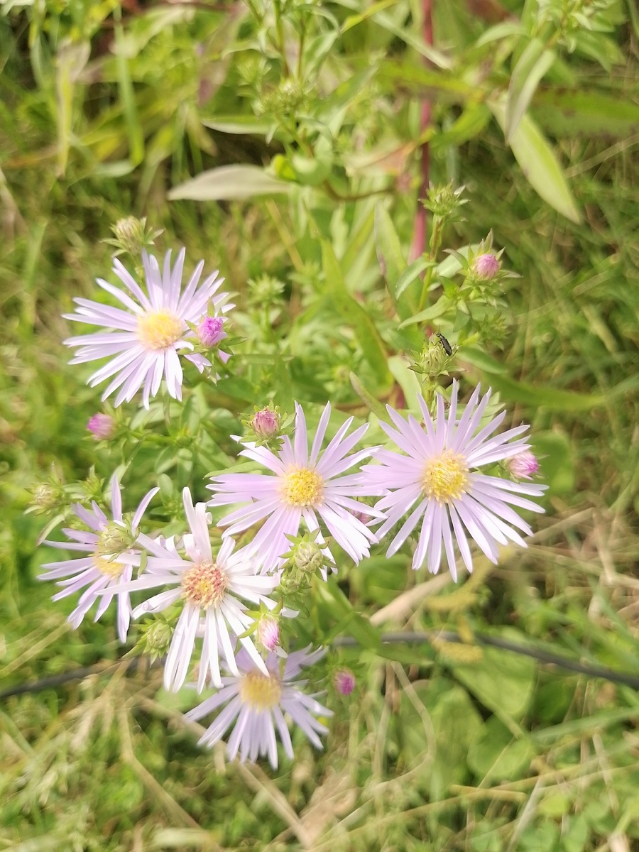 многолетние астры