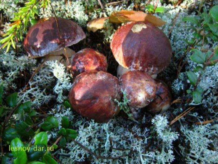 Белый гриб сосновый, или боровой. Настоящий! (фото с блога "Лесная кладовая")