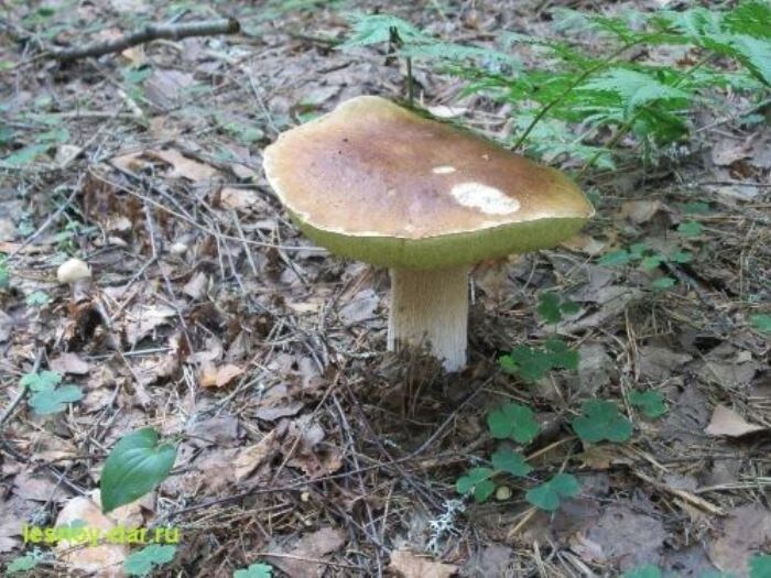 Белый гриб еловый (фото с блога "Лесная кладовая")