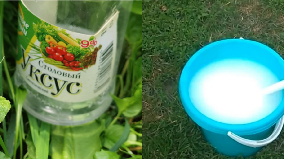 Реакция образования ацетата кальция - углекислый газ выделяется пузырьками