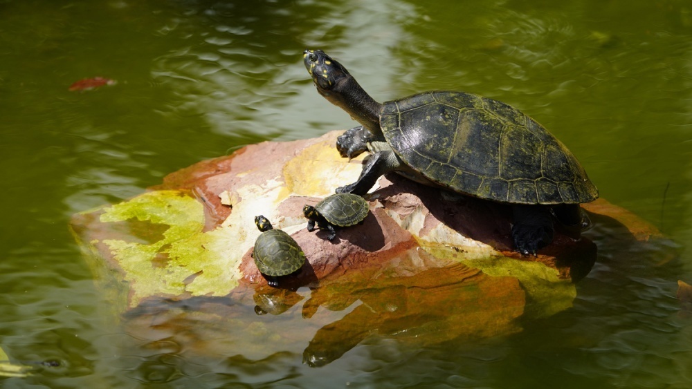     Фото: guentermanaus/Shutterstock/FOTODOM