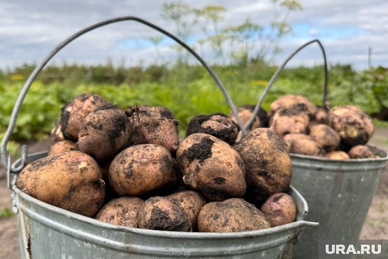 Как понять, будет ли урожай картошки: советы садовода
