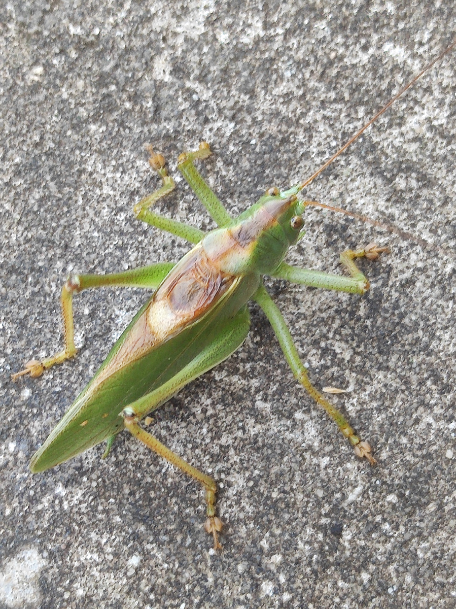 Фото автора, певчий кузнечик, июль 2025 года