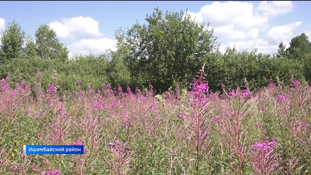    В Ишимбайском районе Башкортостана проходит масштабный сбор иван-чая