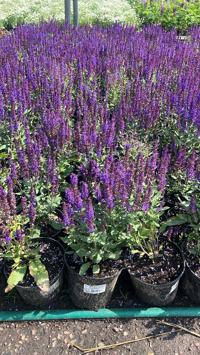 Сальвия дубравная Нью Деменшн