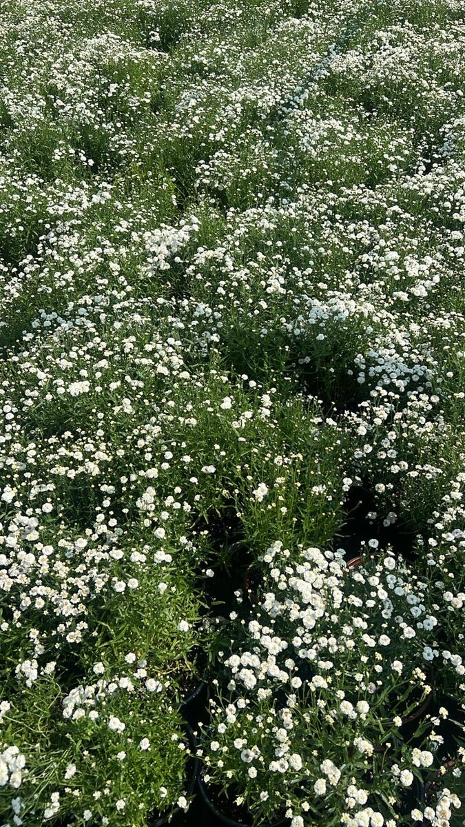 Тысячелистник Птармика Белый Жемчуг