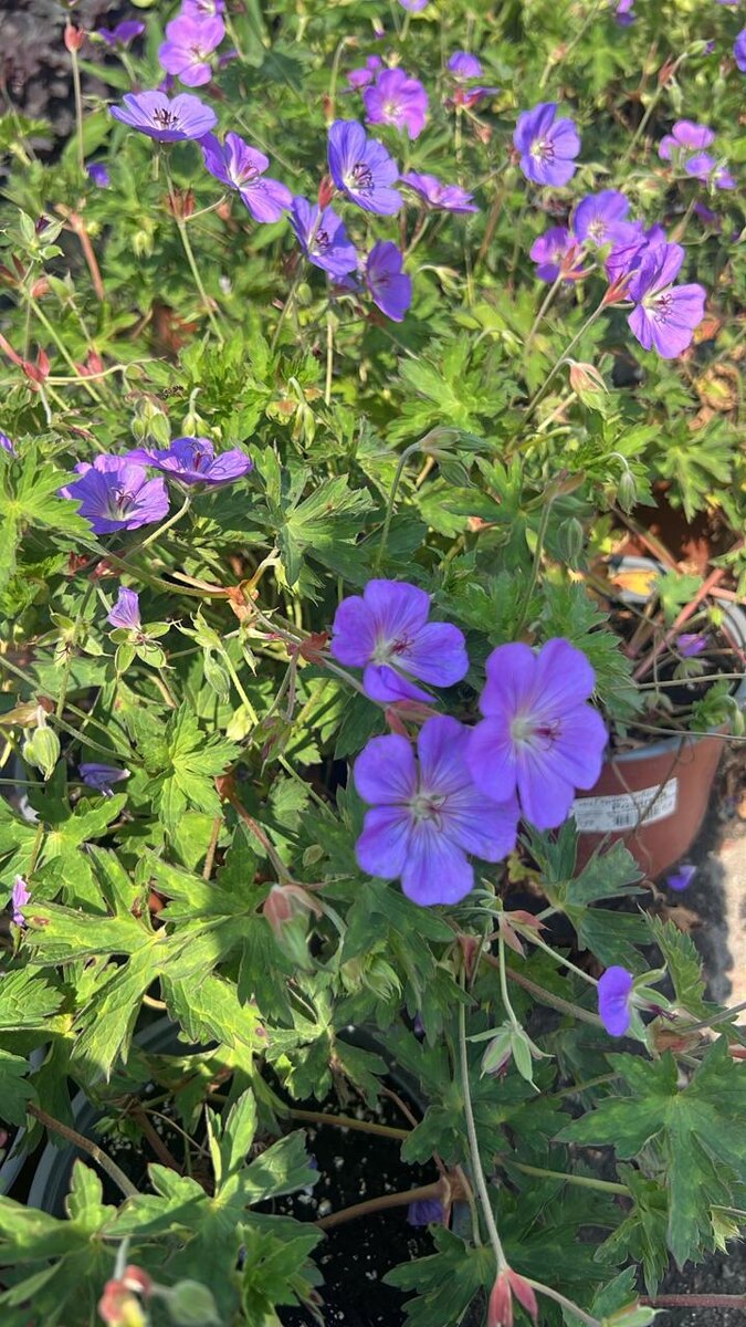 Герань гибридная Розанна