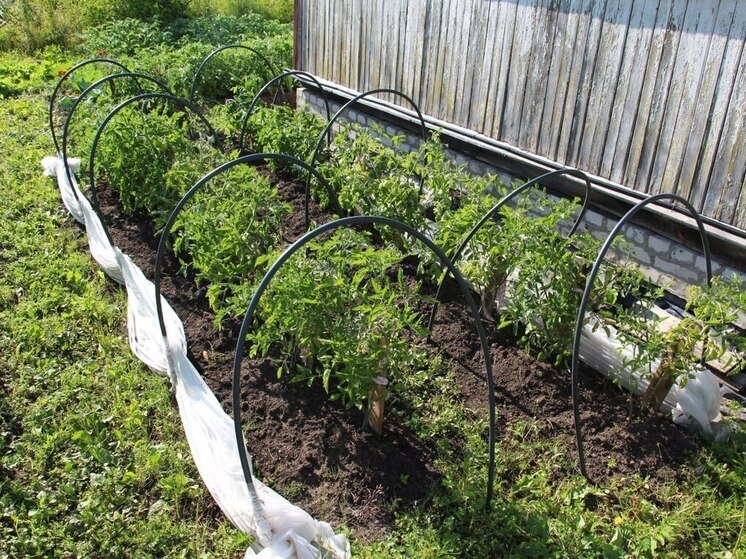     Ежегодно садоводы собирают 550 тысяч тонн плодов и овощей, а в трех тысячах СНТ располагается 700 тысяч участков. Фото: архив МК в Питере.