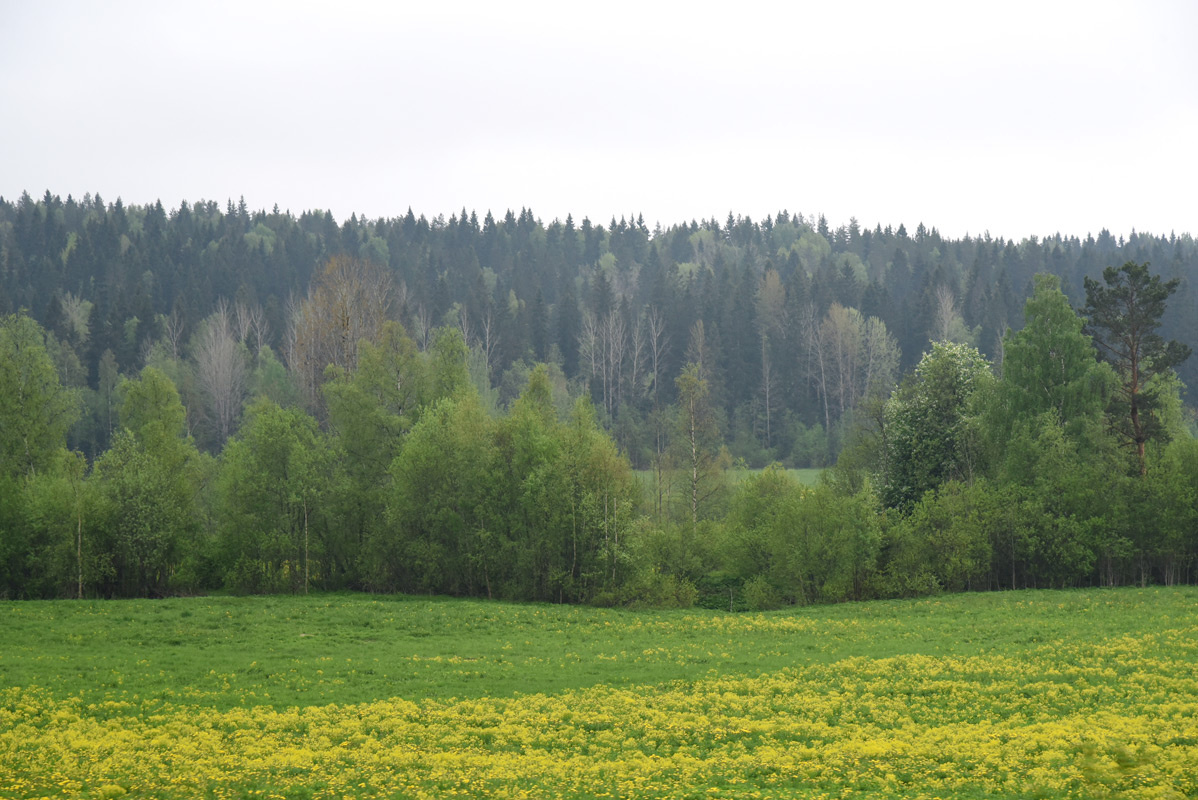    На юге Карелии вполне можно встретить смешанные леса, но в целом по республике почти все деревья - хвойные. Фото: "Республика" / Любовь Козлова