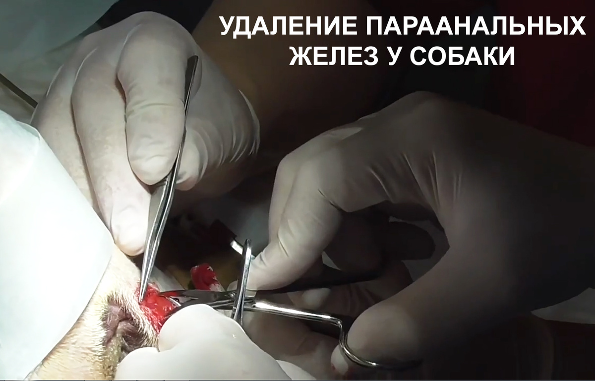 Рисунок 6. Плановая операция по удалению параанальных желез у бигля (фото Перепечаева К.А.)