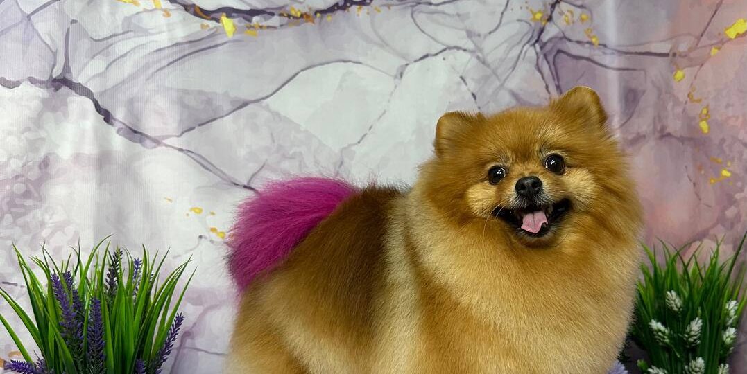 Зачем собаке хвост?