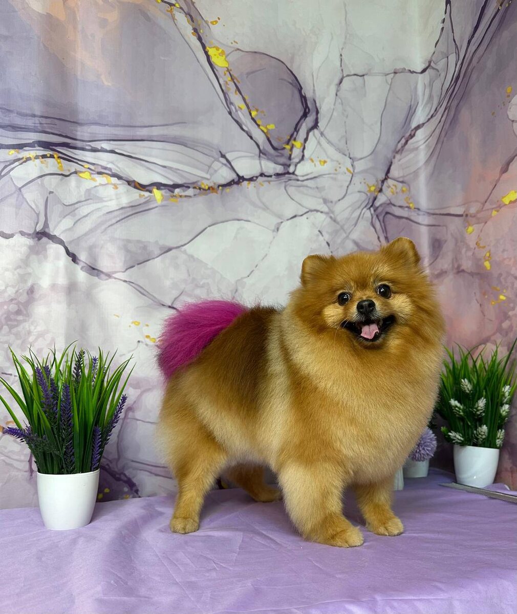 Груминг шпица в Зоослаоне Groomik