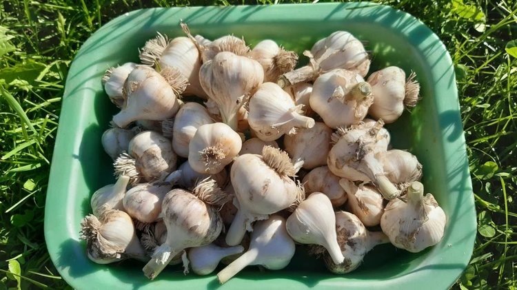    Фото: Лукьянов Дмитрий, AgroXXI.ru