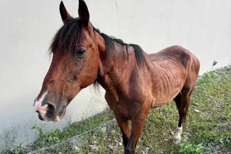 Фото: t.me/sochi_online