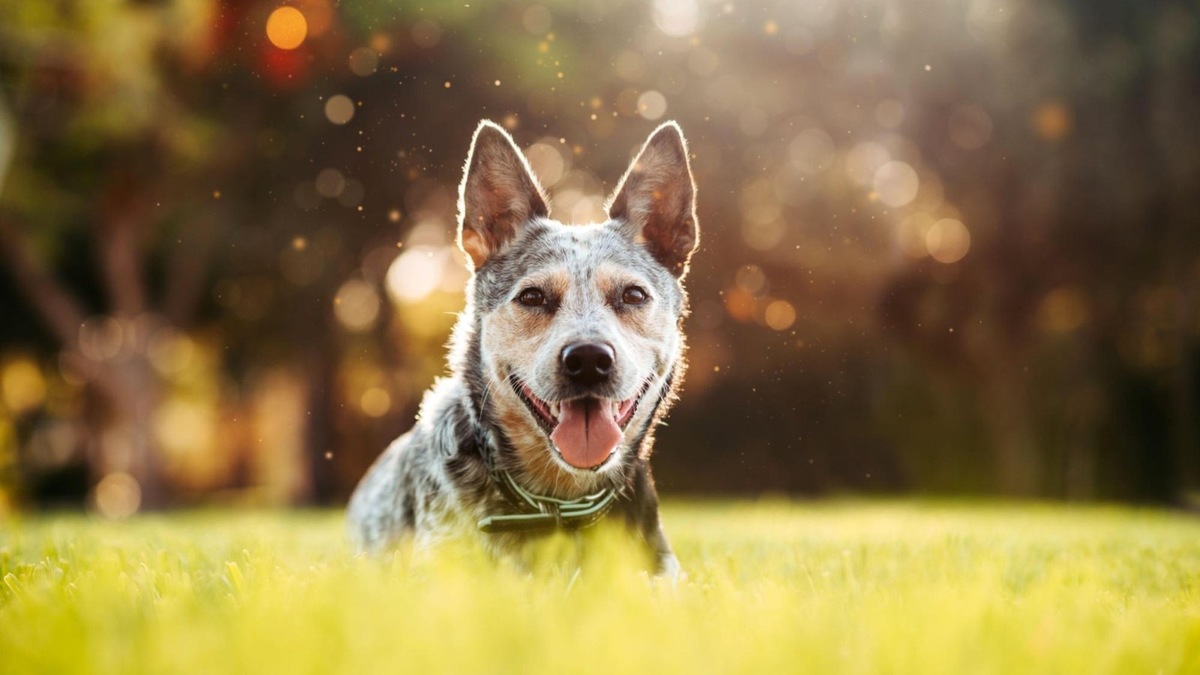    Энергичный и умный хилер готов идти за хозяином хоть в пустыню — лишь бы было чем заняться.