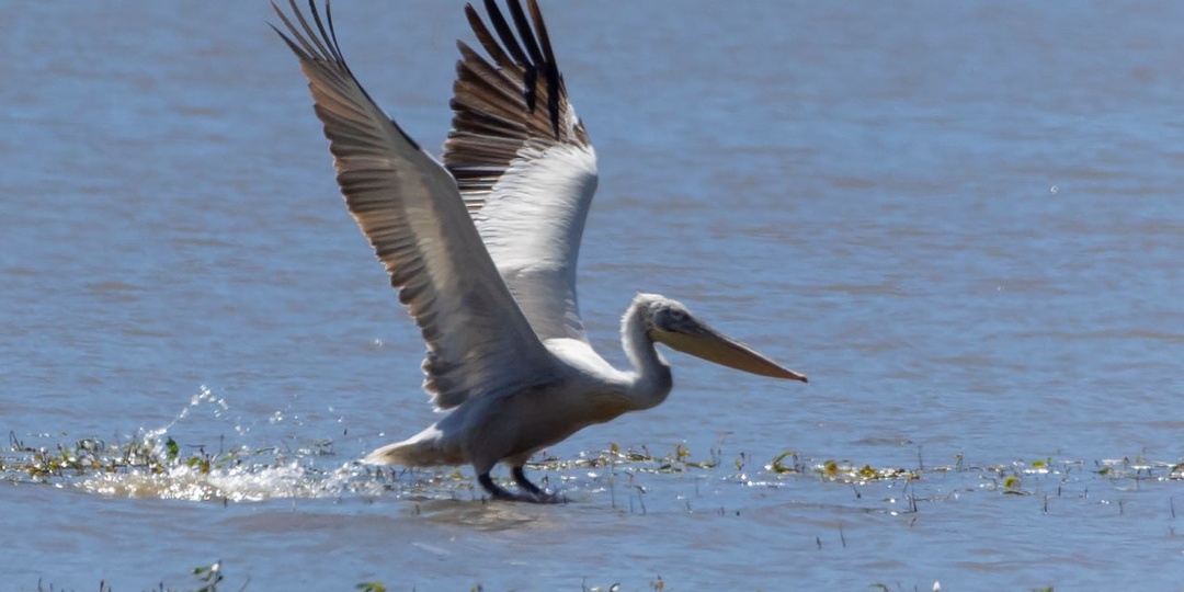 Кудрявый пеликан - одна из самых тяжелых летающих птиц в мире. Фото гиганта