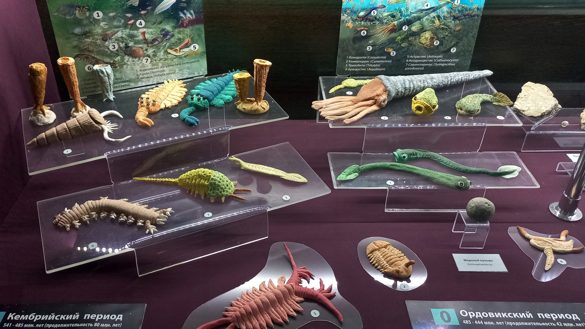 Донецкий краеведческий музей. Палеонтологический зал. Фото 2024 года