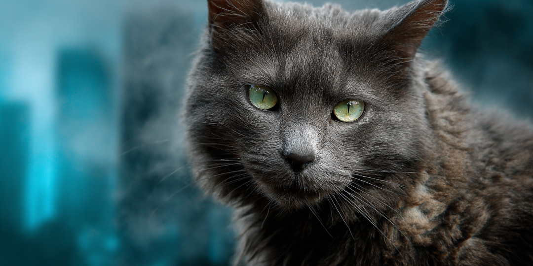 Как кошки предчувствуют беду: 7 сигналов, которые нельзя пропускать