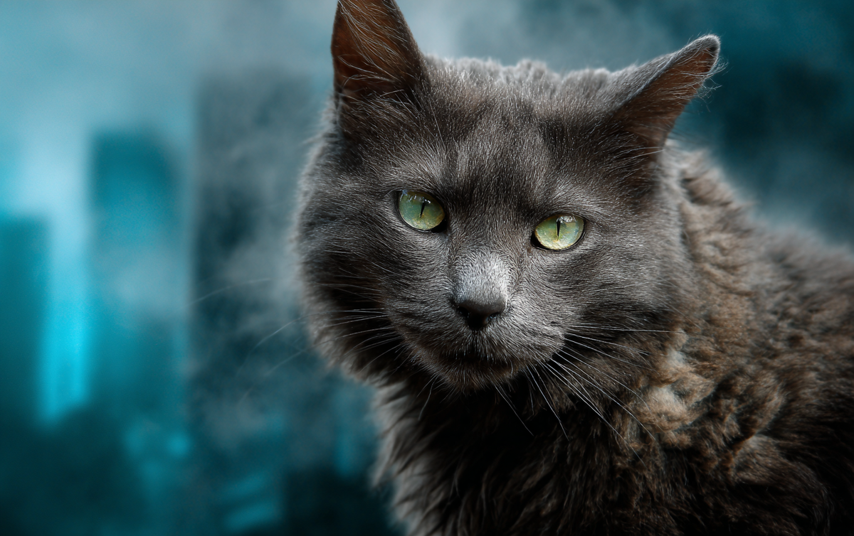 Как кошки предчувствуют беду: 7 неочевидных сигналов / Изображение: AlphaPet