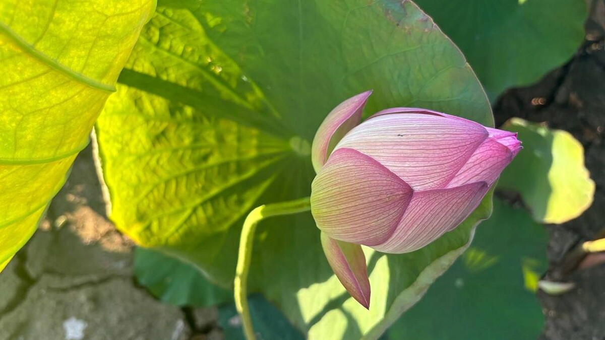    Фото: телеканал «Краснодар»