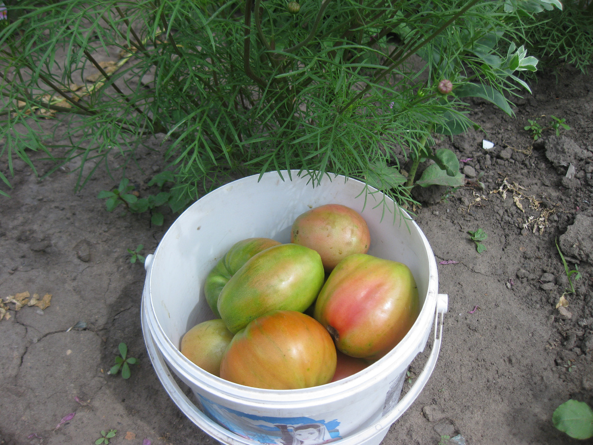 Бурые помидоры, фото автора от 16 июля 2025 года, Поволжье