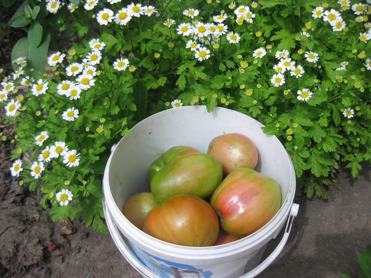 Бурые помидоры, фото автора от 16 июля 2025 года, Поволжье