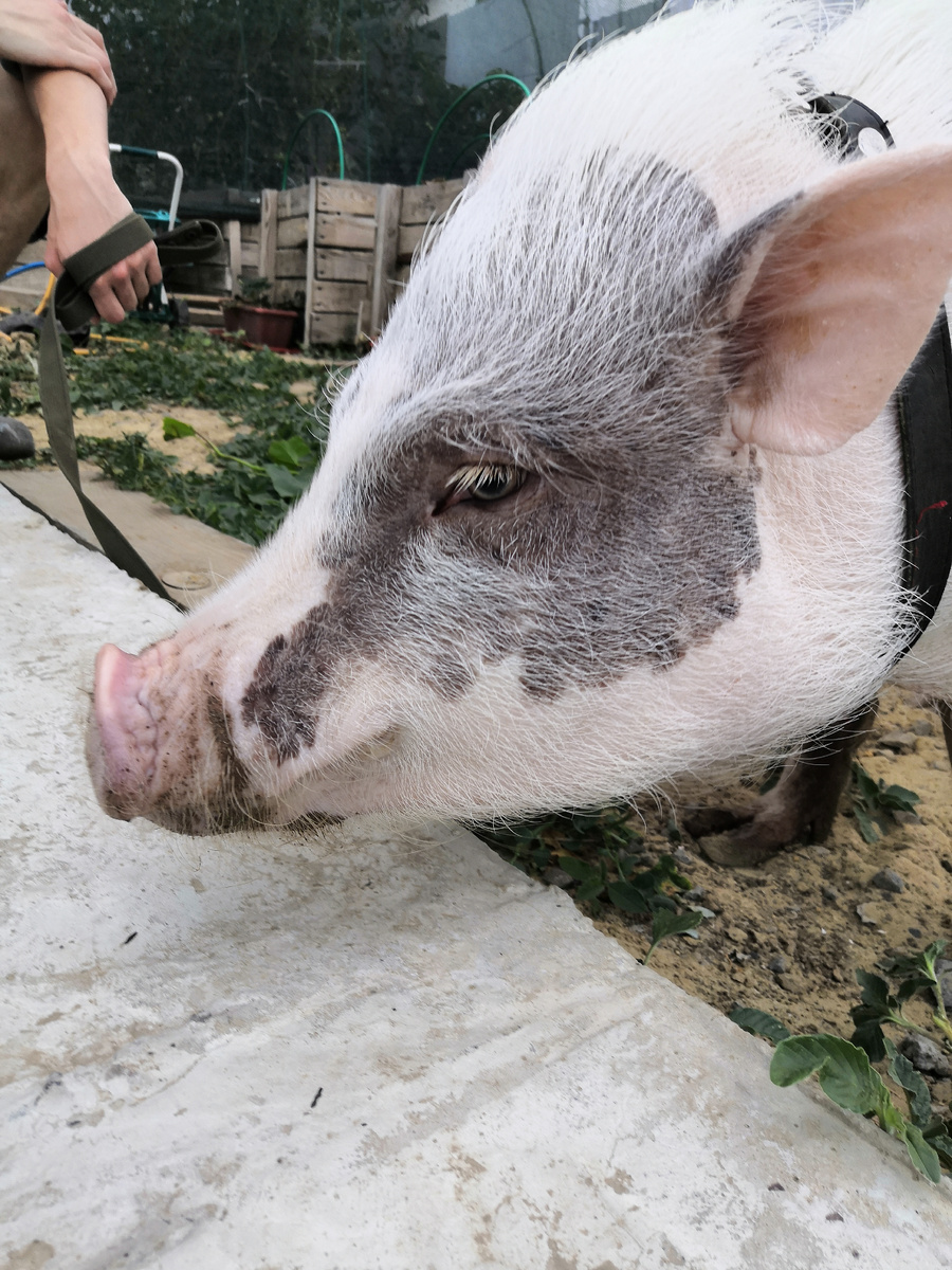 Чумазый пятак, трудился, грязь добавыл