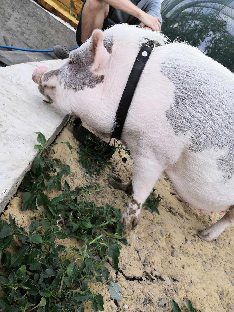 А копытами мы себе помагали добывать грязь