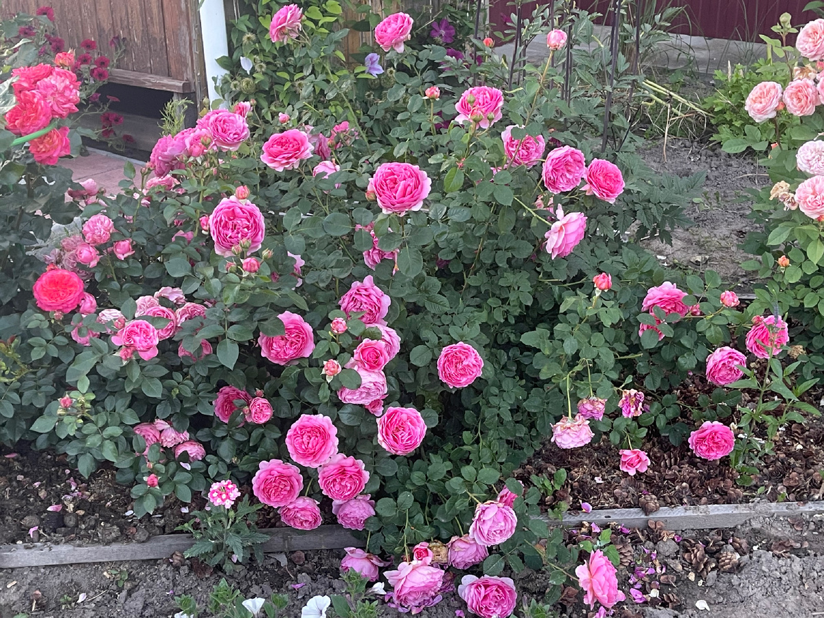 Английская роз Принцесс Александра оф Кентская