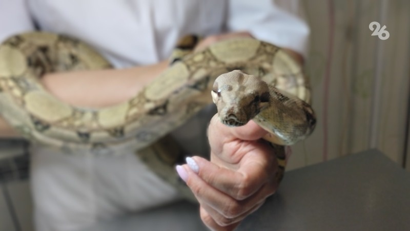      Фото: Андрей Шворнев / / ИА «Победа26»