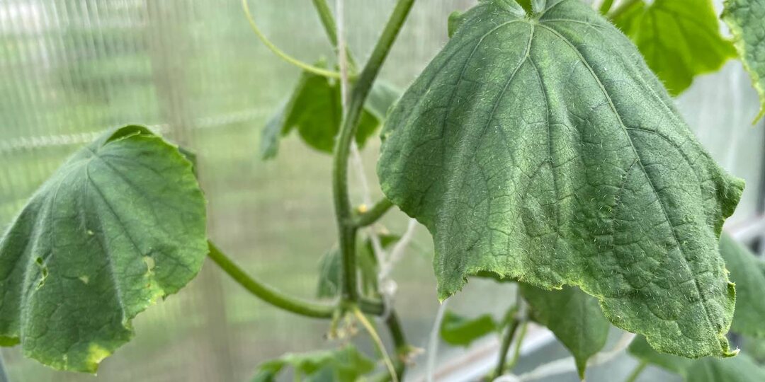 Если листья огурцов вянут. Рецепт болтушки от гнили