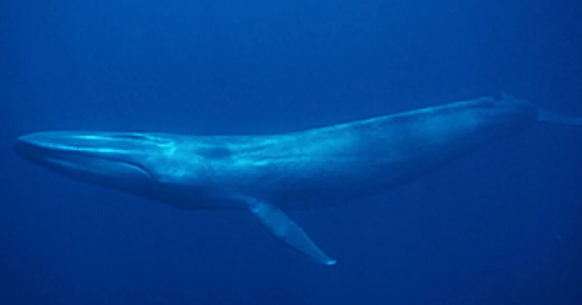 Голубой кит