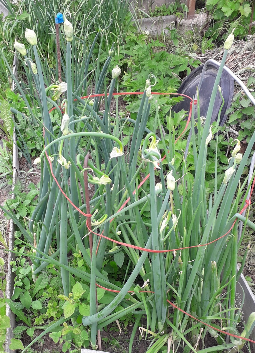 Многоярусный лук в начале образования стрелок. 