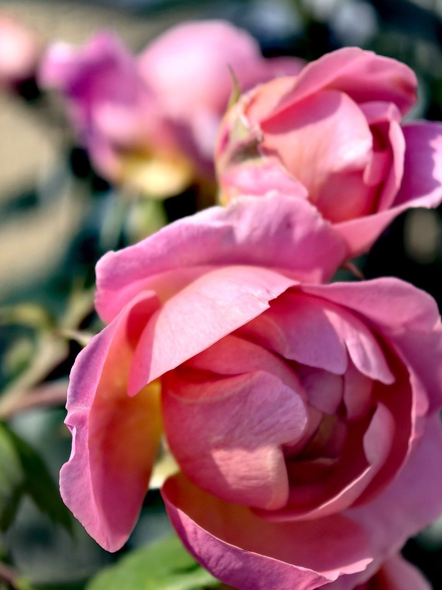 Авторское фото