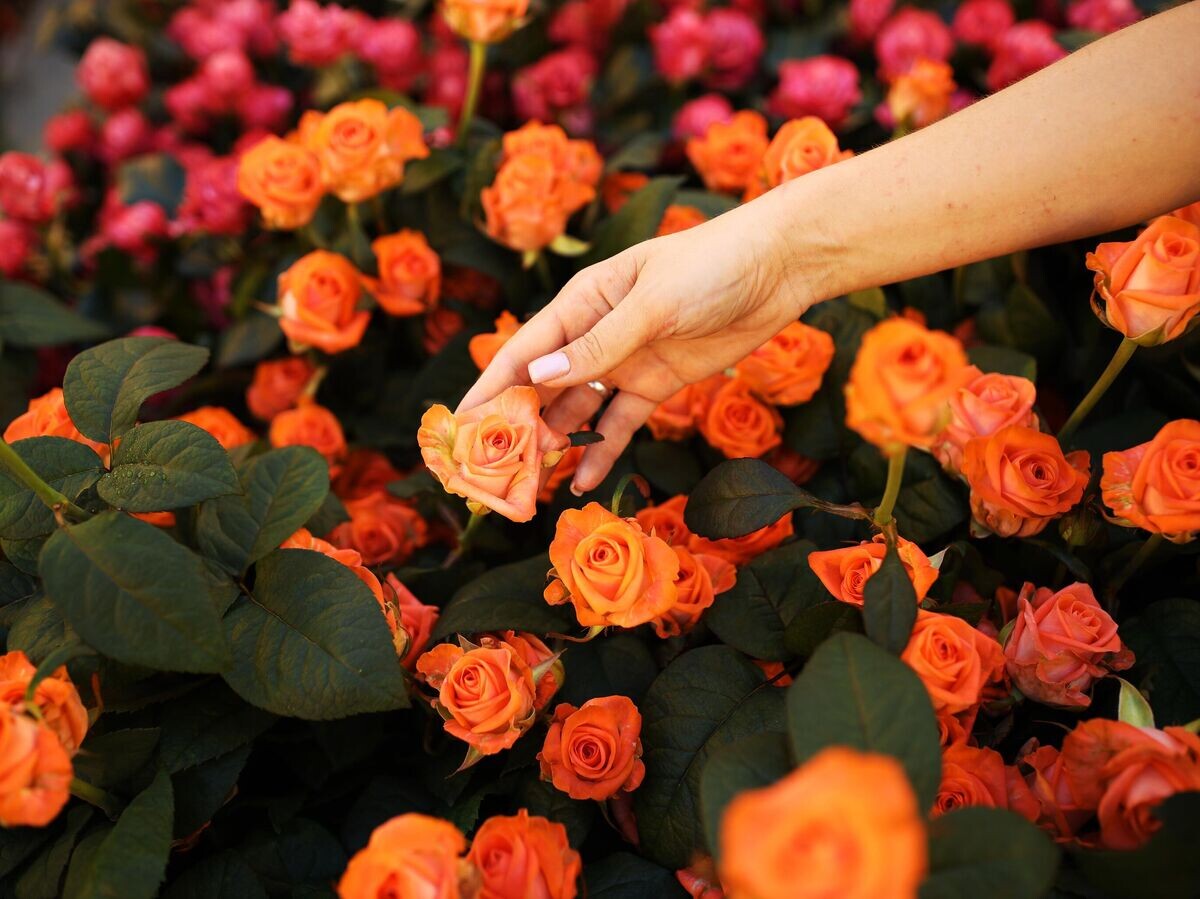    Розы© РИА Новости / Виталий Тимкив