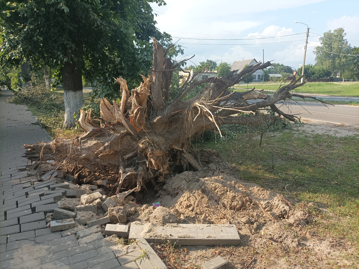 Здесь упало очень много деревьев, провода висят до сих пор