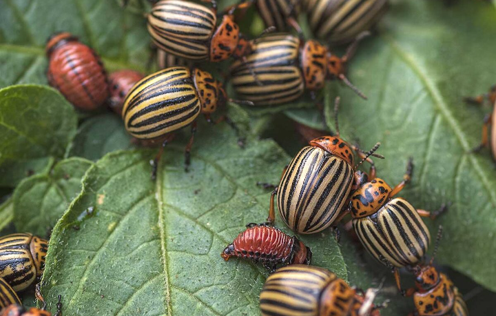 Жуки на картошке