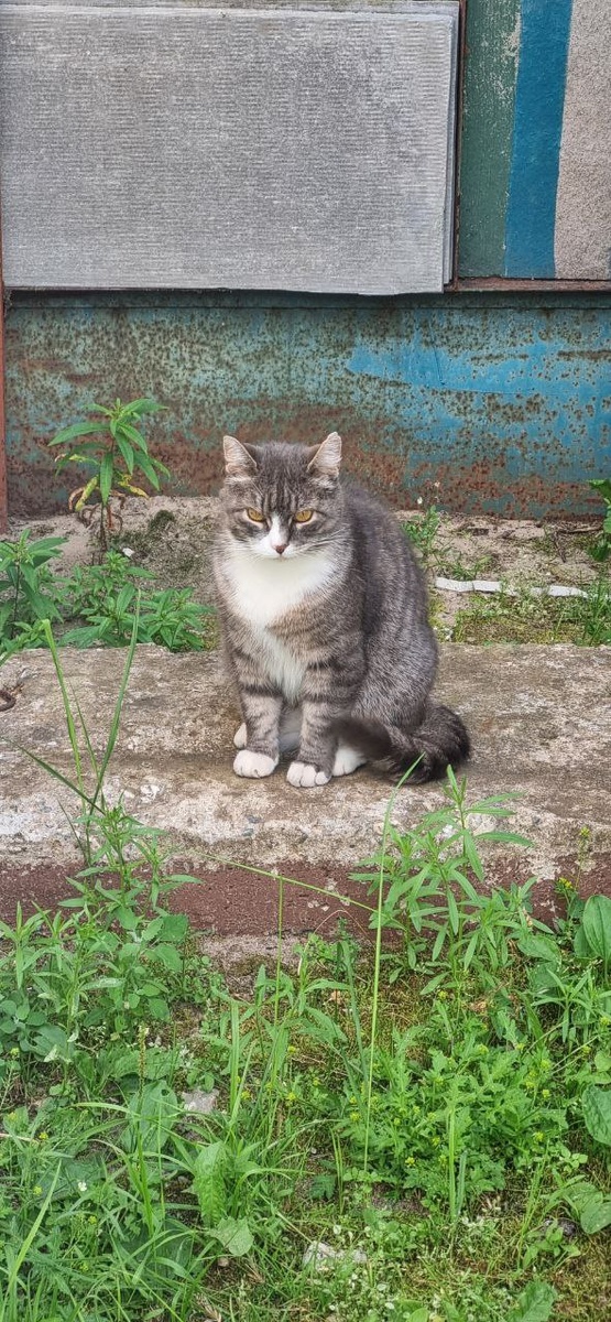 Фото из архива автора (наш сторожило дома который сейчас продаём) 