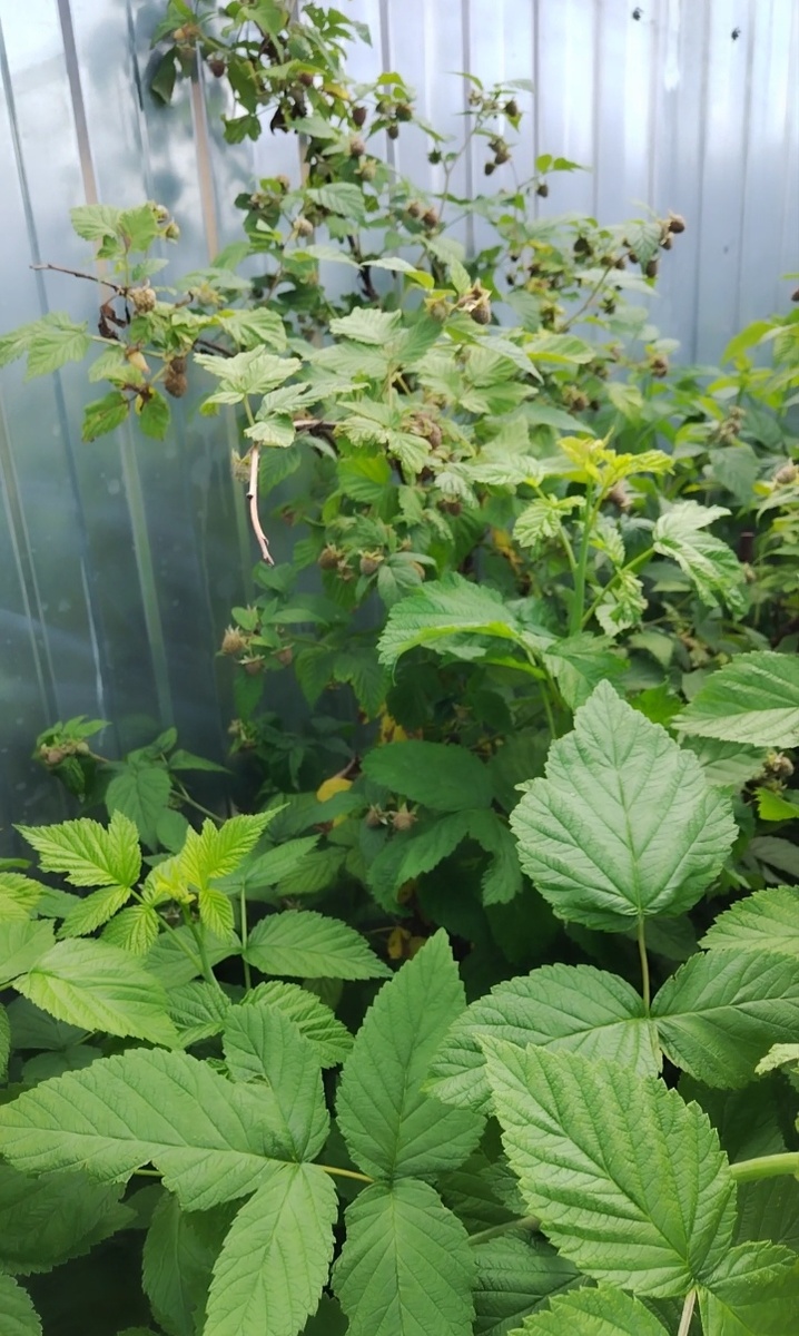 Заросли малины. 