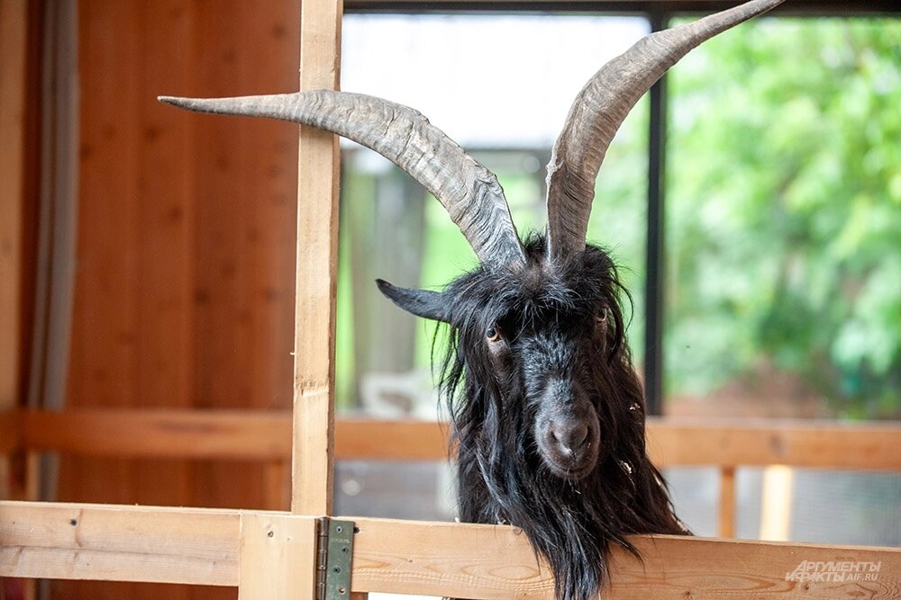    Козёл Викинг. Фото: АиФ/ Юлия Федотова