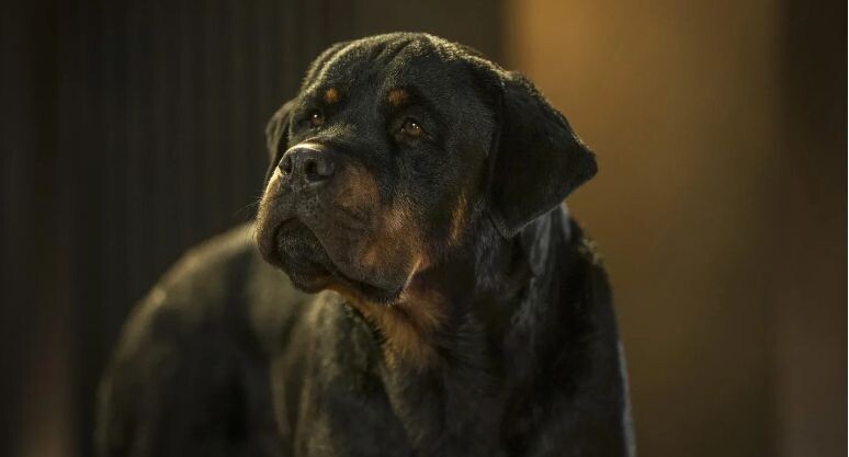    Riverstone Pictures/ZUMAPRESS.com / www.globallookpress.com