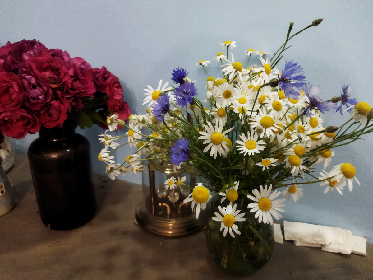 Вот такие ромашки и васильки растут на полях на шей Родины