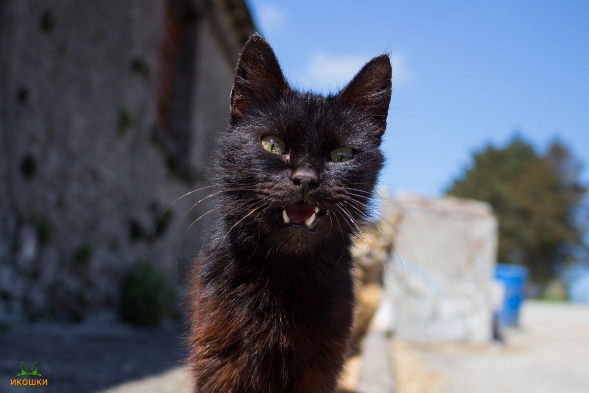 Уличный кот