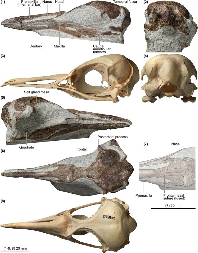 Череп самого маленького пингвина