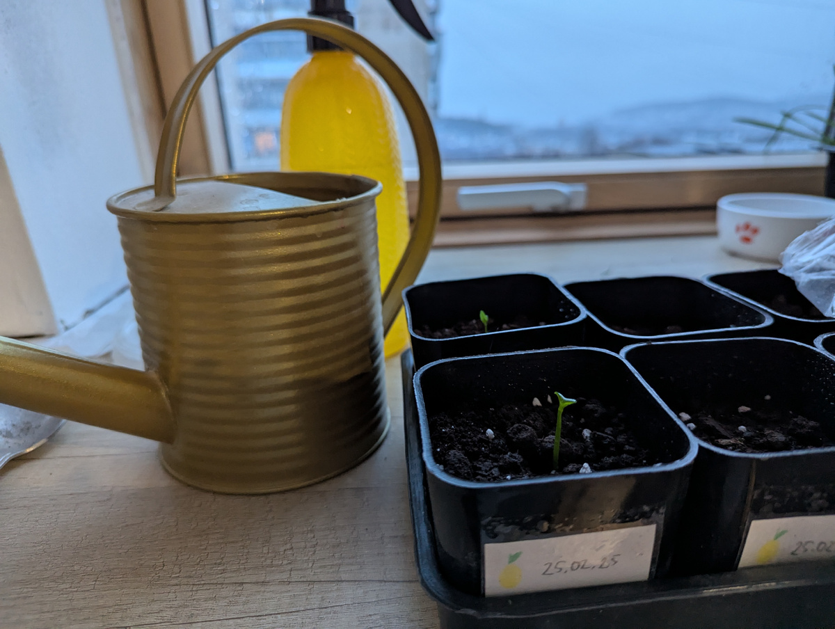 Мои «подснежники»-одиночки в стаканах для рассады
