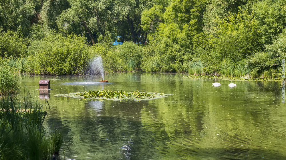 1. Пруд, фонтан и лебеди на Яузе в сквере по Олонецкому проезду... © NickFW.ru — 28.06.2022г.