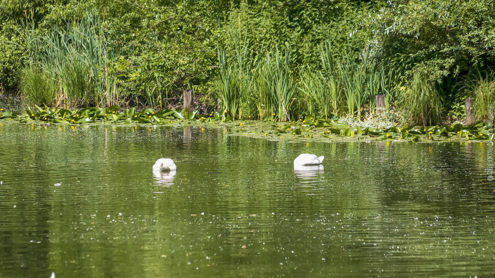 2. Пруд, лебеди, кубышки и прочая растительность... © NickFW.ru — 28.06.2022г.